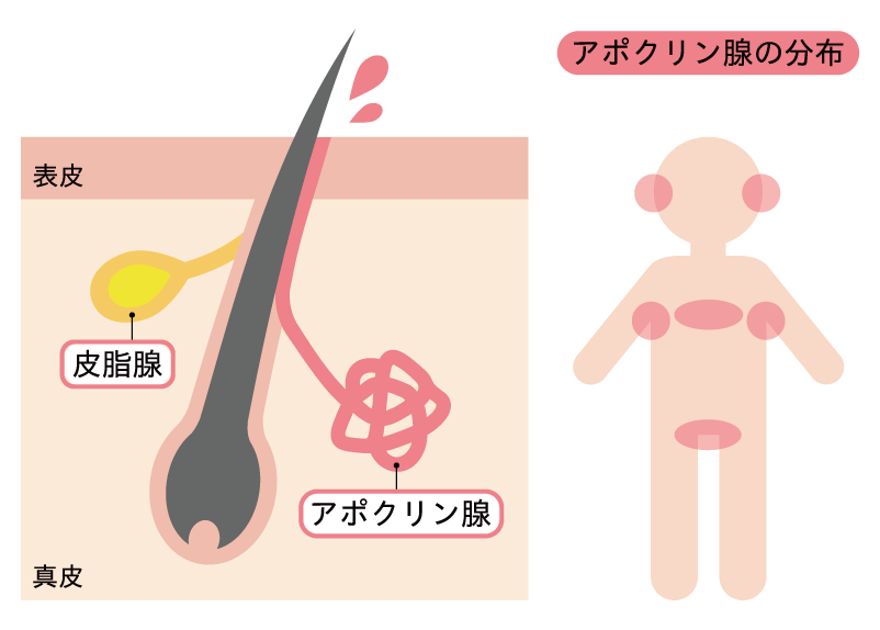 左にアポクリン汗腺と皮脂腺の図、右にアポクリン汗腺の分布図